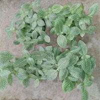 ۷ مدل گل زیر ۱۰۰ هزار تومن|گل و گیاه طبیعی|رشت, حمیدیان|دیوار