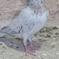 کبوتر رنگی|پرنده|شیروان (خراسان), |دیوار