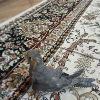 جوجه عروس هلندی