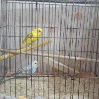 عروس هلندی و2 عدد مرغ عشق|پرنده|نسیم‌شهر, |دیوار