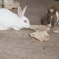 حیوانات خرگوش