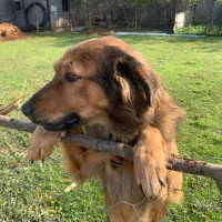 واگذاری سگ نگهبان|سگ|لاهیجان, لیالستان|دیوار