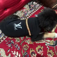 توله ژرمن ماده ۱۵ هفتگی|سگ|تبریز, |دیوار