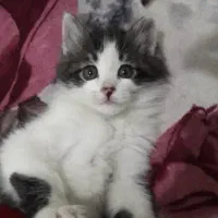 بچه گربه نر گوگولی و بامزه