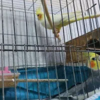 جفت طوطی عروس