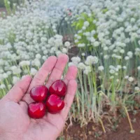 کود گیاهی و ارگانیک بر پایه کود مرغی|خدمات باغبانی و درختکاری|سنندج, |دیوار