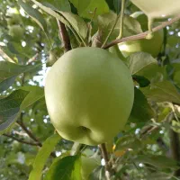 سیب پاییزه