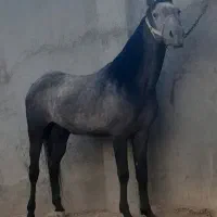 مادیون و نریون|اسب و تجهیزات اسب‌سواری|خمینی‌شهر, |دیوار