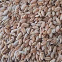 فروش  گندم  بصورت فله