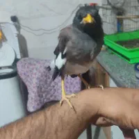 مرغ مینا