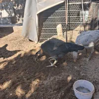 مرغ لاری|حیوانات مزرعه|تربت‌حیدریه, بی بی حسنیه|دیوار