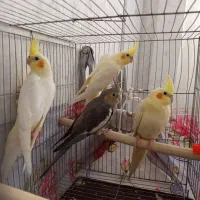 عروس هلندی