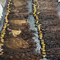 خریدار اصلی مو در استان گلستان