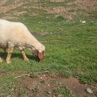 قوچ|حیوانات مزرعه|گوآور, |دیوار