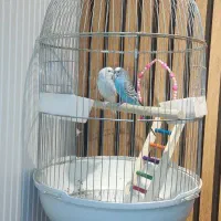 قفس پرنده بشکل گرد استیل