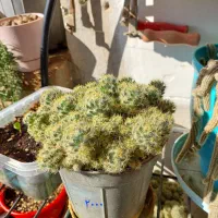 فروش گلدان های کاکتوس|گل و گیاه طبیعی|کرج, برغان|دیوار