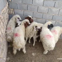 بره نر شیری شیرمست بزای پروار