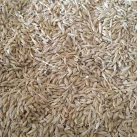 فروش ویژه گندم و جو یونجه ارسال از بجنورد