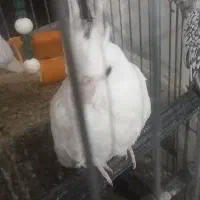عروس هلندی