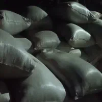 کاه گندم فروشی