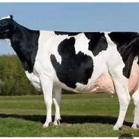 تلقیح گاو انواع اسپرم