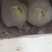 عروس هلندی لوتینو|پرنده|زاوه, |دیوار