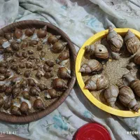 حلزون|خزنده|آبادان, |دیوار