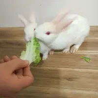 یه جفت خرگوش سفید نر و ماده اهلی خونگی|موش و خرگوش|نهاوند, |دیوار