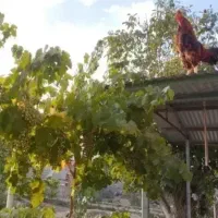 خروس دورگه لاری|حیوانات مزرعه|ماهدشت, |دیوار