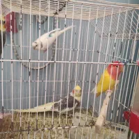 طوطی عروس|پرنده|بهبهان, |دیوار
