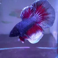 ماهی فایتر مولد|ماهی|مشهد, الهیه|دیوار