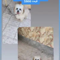 سگ شیتزو یک ساله نر فروش فوری|سگ|کرمان, |دیوار