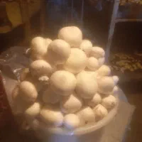 قارچ تازه با کیفیت بالا