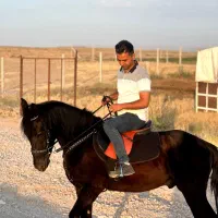 اسب مشکی|اسب و تجهیزات اسب‌سواری|تهران, پونک|دیوار