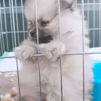 سگ پامر خرسی