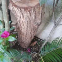 تنه درخت|گل و گیاه طبیعی|رشت, جانبازان|دیوار