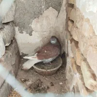 کفتر نر مست سالم هیکلی درشت سرخ دم سفید