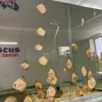 دیسکس ۱/۵ اینچ|ماهی|اصفهان, شمس آباد|دیوار