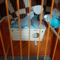 مرغ عشق ۳۵ روزه