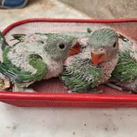 جوجه طوطی ملنگو
