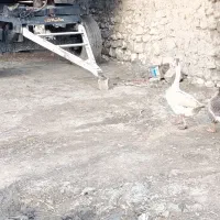 قاز نر|حیوانات مزرعه|نقده, |دیوار