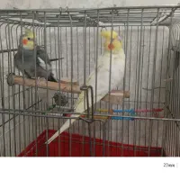 عروس با دو عدد جوجه