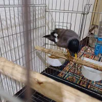 مرغ مینا|پرنده|اهواز, آسیاباد|دیوار