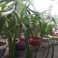 سوسن عنکبودی