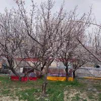 باغ خانوادگی  اجاره اغشت زیبا