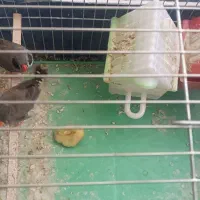 پرنده فنچ|پرنده|قره ضیاالدین, |دیوار