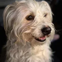 سگ شتزو تریر سفید