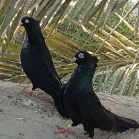 کبوتر طوقی درجه یک|پرنده|فردیس, شهرک ناز|دیوار