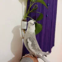 فروش عروس هلندی نر بالغ آماده جفت