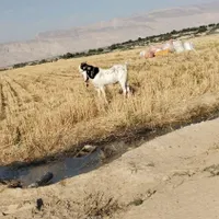 فروش کهره پازن گلابی مست|حیوانات مزرعه|بندر دیر, |دیوار